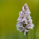 Spring bloomers
